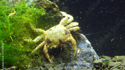 (Brachinotus sexdentatus) - small crabs. Black sea photo