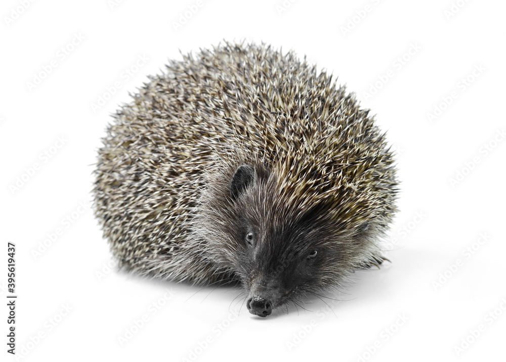 Hedgehog isolated on white background Hedgehog isolated on white background