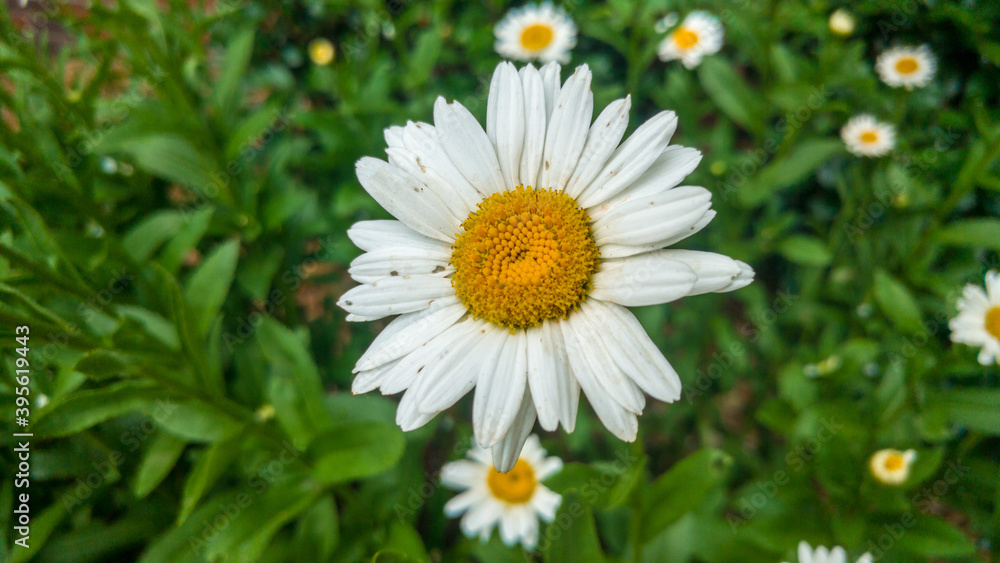 Obraz premium Daisy