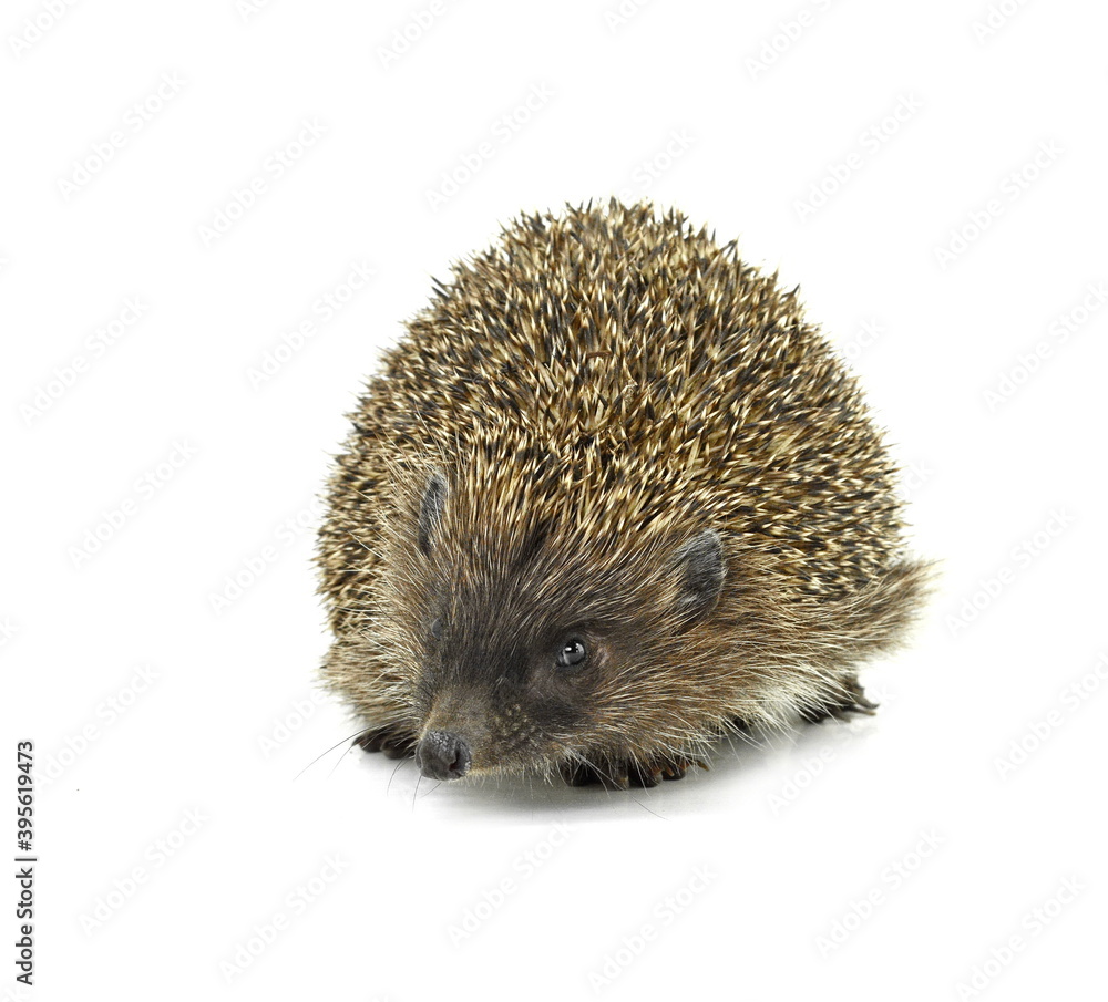 Hedgehog isolated on white background Hedgehog isolated on white background