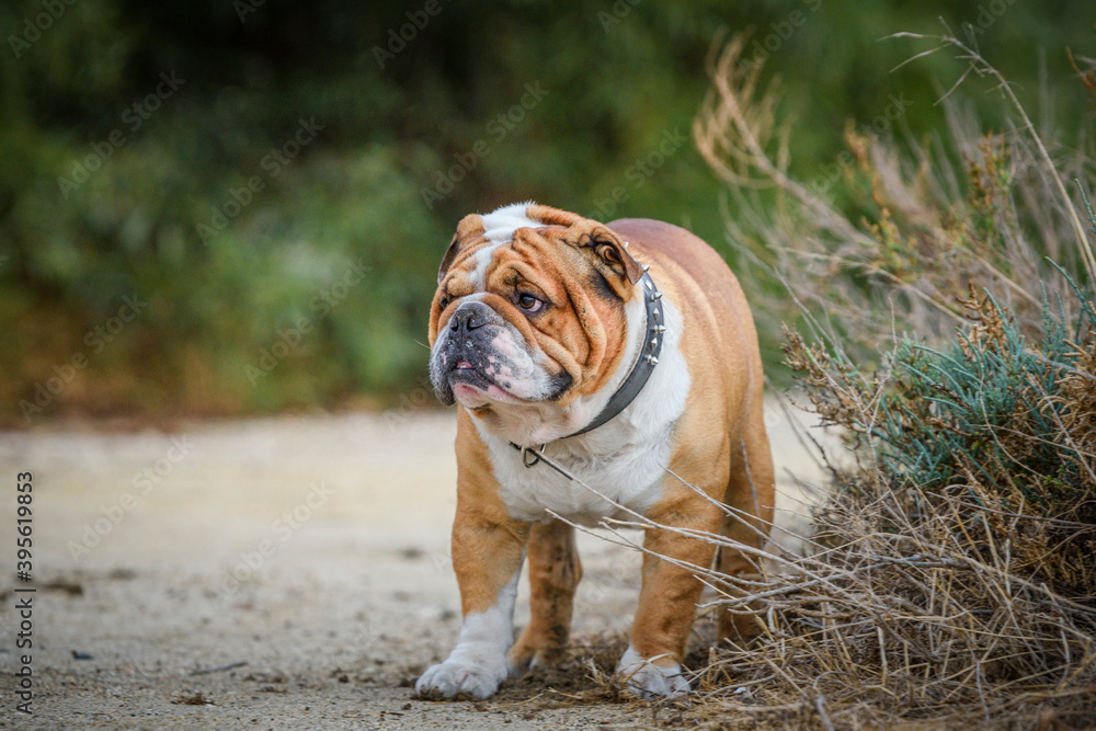 Obraz premium Portrait of beautiful English Bulldog outdoor, selective focus 
