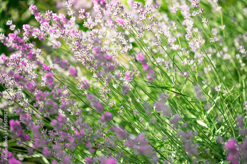 Lavender flowers in the garden. Bright summer background. Lavender