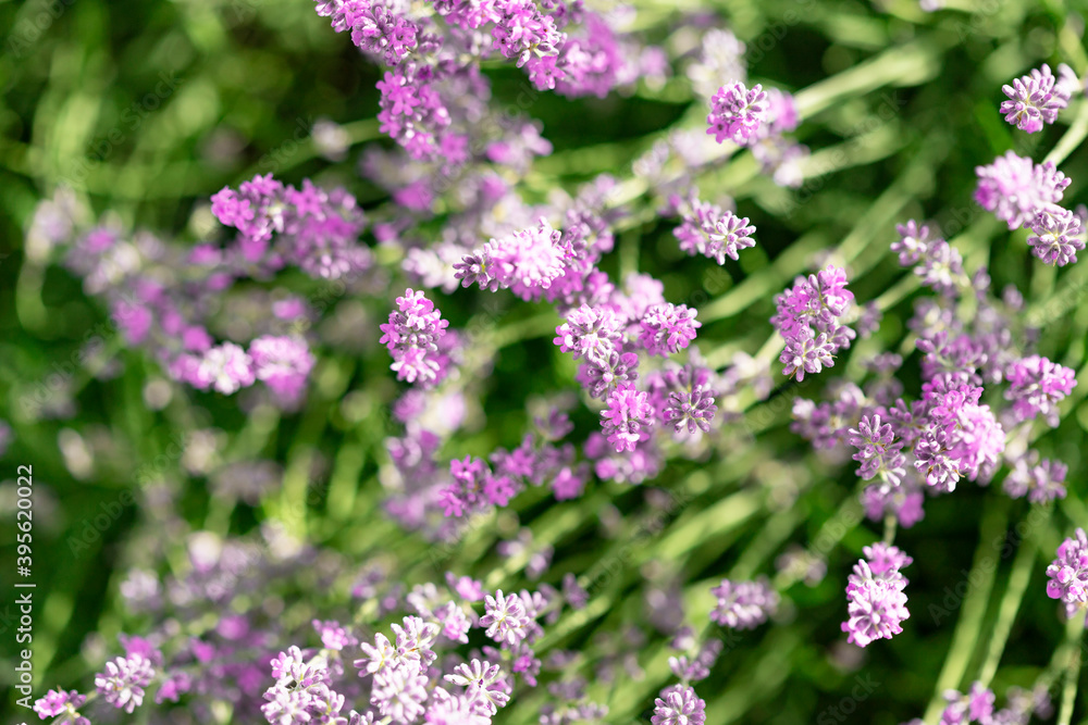Lavender flowers in the garden. Bright summer background. Lavender Lavender flowers in the garden. Bright summer background. Lavender