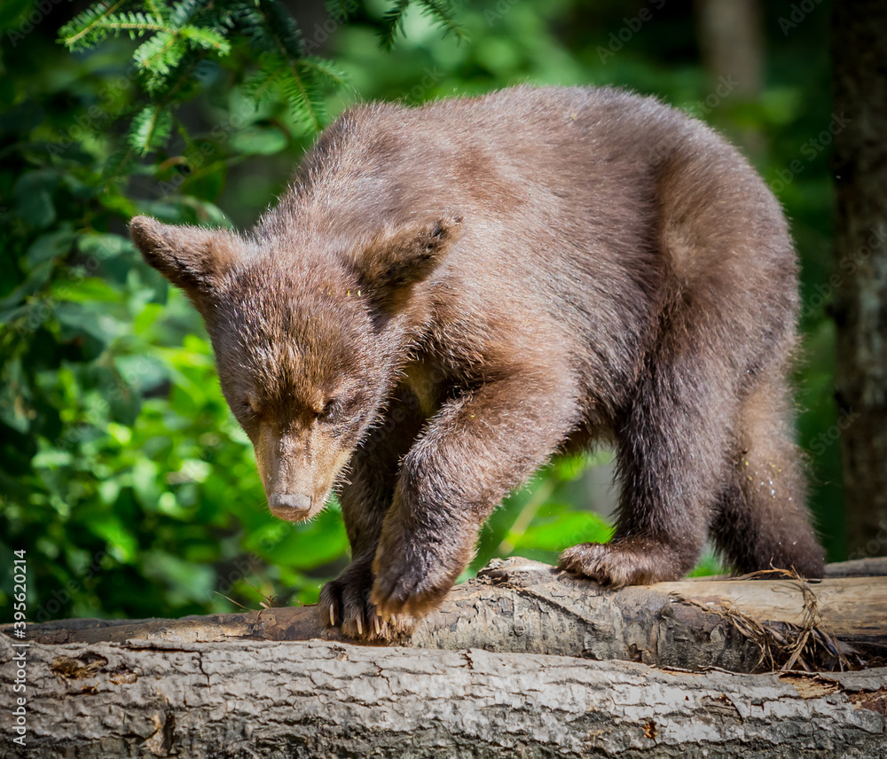 Young brown bear cub walks through the forest Young brown bear cub walks through the forest