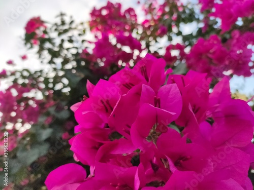 pink rose bush © หมีมีหนวด a