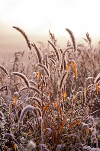 Photo of the plant in backlight sunlight. Morning light through the fog.