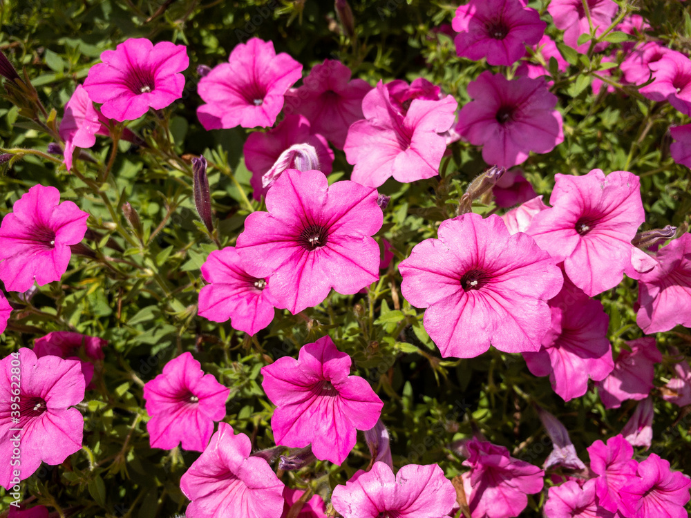 bundle of pink flowers in the garden bundle of pink flowers in the garden