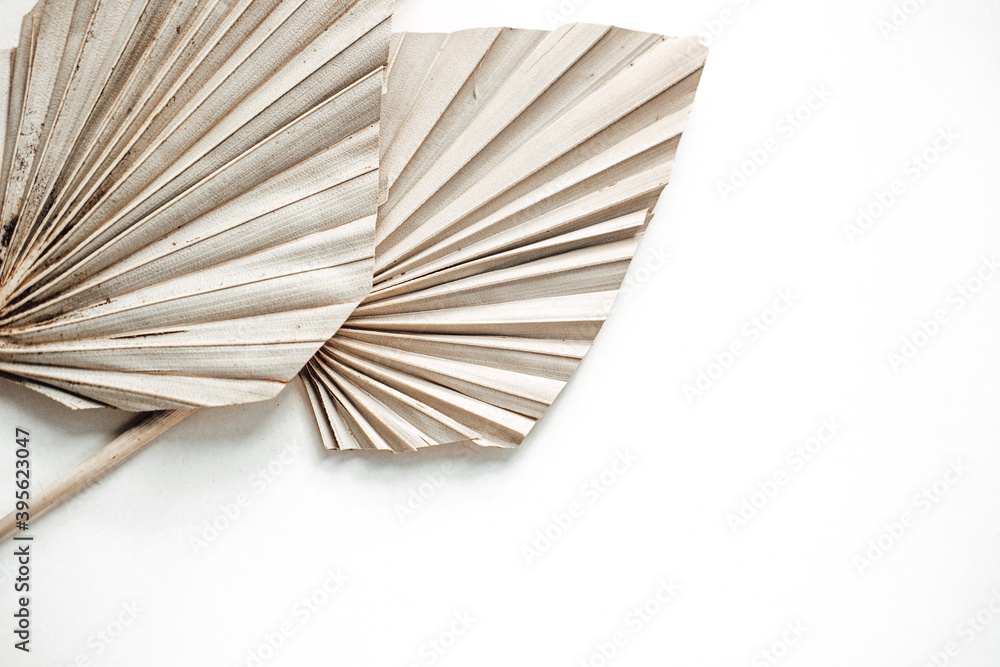 dry palm leaves on a white background.and cotton. flat lay . top view . copy space . special focus. closeup 