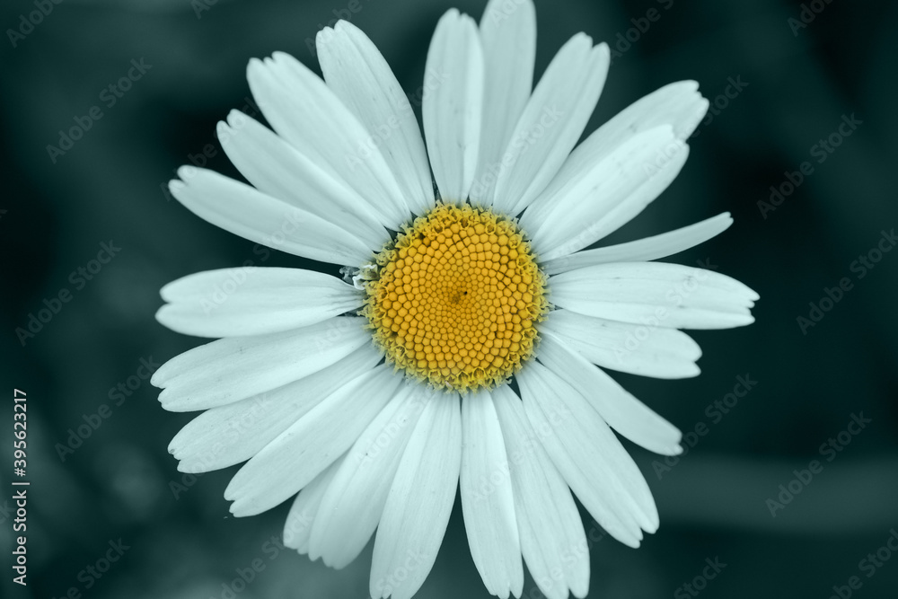 Obraz premium wild chamomile on tidewater green and Fortuna gold color toned background. Fresh one Daisy flower close up. Main trend color. Macro image. Summer season photography. 