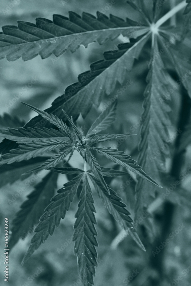 Obraz premium Marijuana and Cannabis is various Indian hemp preparations including marijuana and hashish. this drug is hallucinogenic substance that distorts the brain perception of real world. Trendy colors tone.