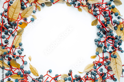 composition in the form of a wreath of Maiden grapes with the addition of autumn yellow leaves. Flat lay. Top view. Copy space . close up. Special focus. 