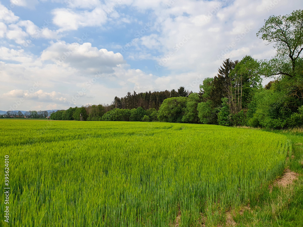 Fototapeta premium Grüne Kornfelder entlang eines kleinen Waldstücks bei bewölktem Himmel. Frankenwald, Neukenroth, 2020 bei Tageslicht.