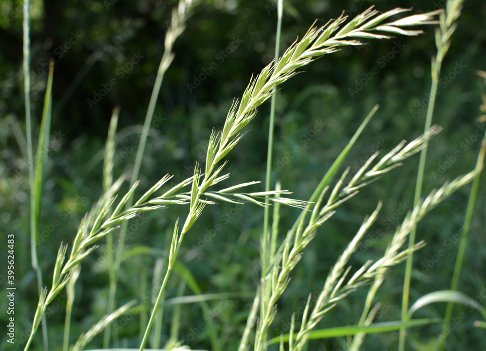 In the meadow growing cereal plant couch grass (Elymus repens) In the meadow growing cereal plant couch grass (Elymus repens)