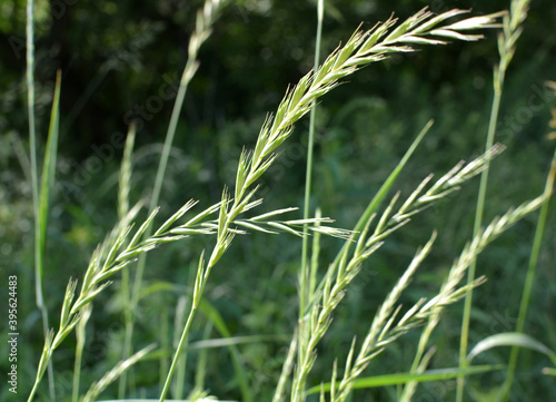 In the meadow growing cereal plant couch grass (Elymus repens)