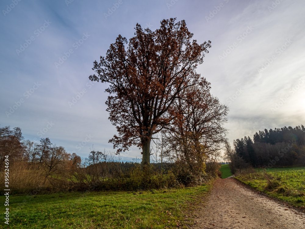 Obraz premium Bavarian autumn landscape path way along the forest