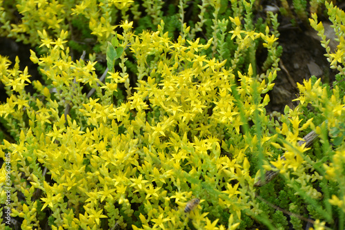 Stonecrop (Sedum acre) grows in the wild