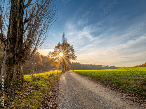 Bavarian autumn landscape path way along the forest photo