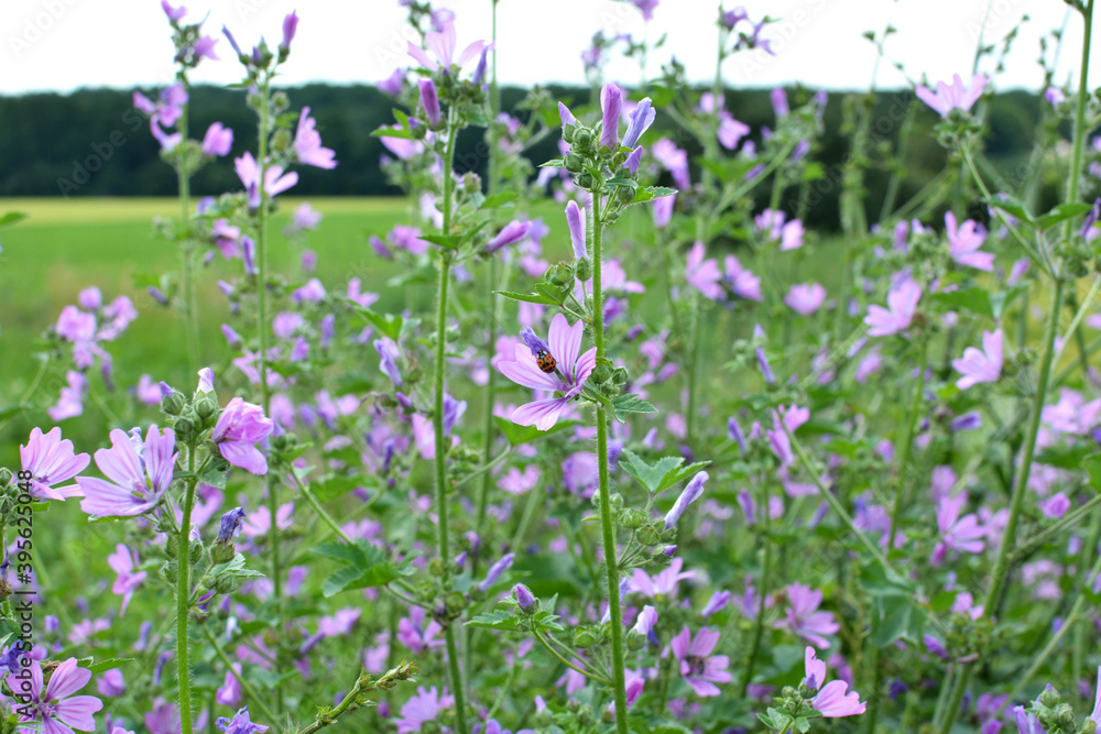 Fototapeta premium In nature, mallow (Malva sylvestris) blooms