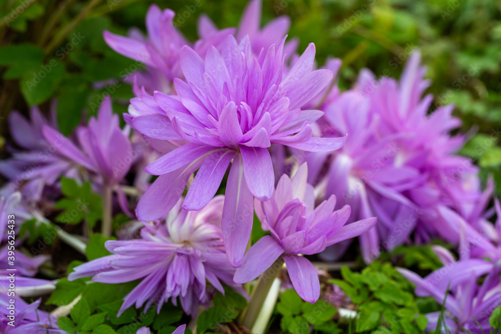 Obraz premium Colchicum Waterlily purple flowers in garden