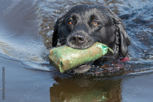 Close up of a pedigree black Labrador retrieving a dummy from the water