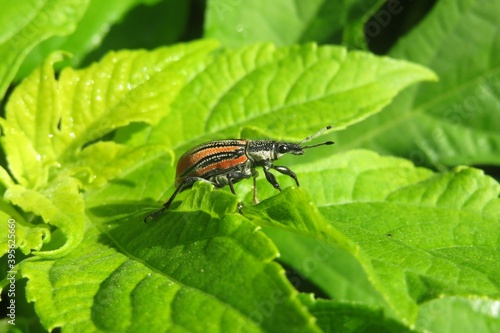 Tropical orange weevil beetle on green plant in Florida nature, closeup