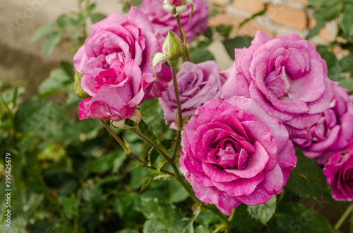 Confusion of pink roses in the garden 