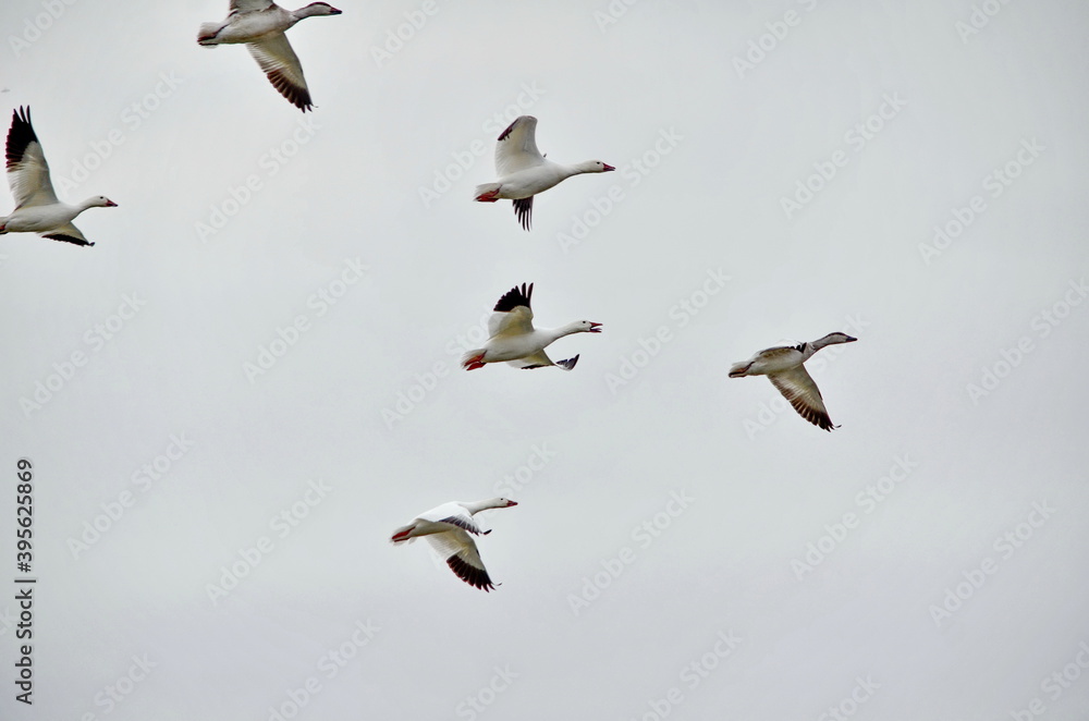 Greater Snow Geese migrating south in the fall near Markham, Ontario. Greater Snow Geese migrating south in the fall near Markham, Ontario.
