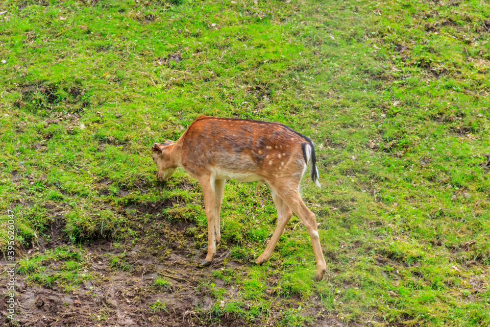 Fototapeta premium Young deer grazing on a green meadow