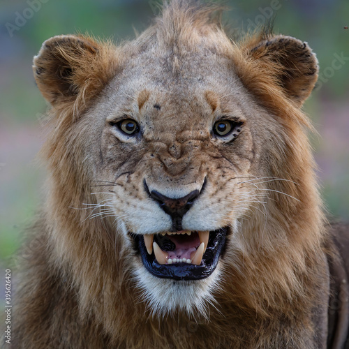 Fototapeta Naklejka Na Ścianę i Meble -  Lion male in Timbavati Game Reserve in the Greater Kruger Region in South Africa