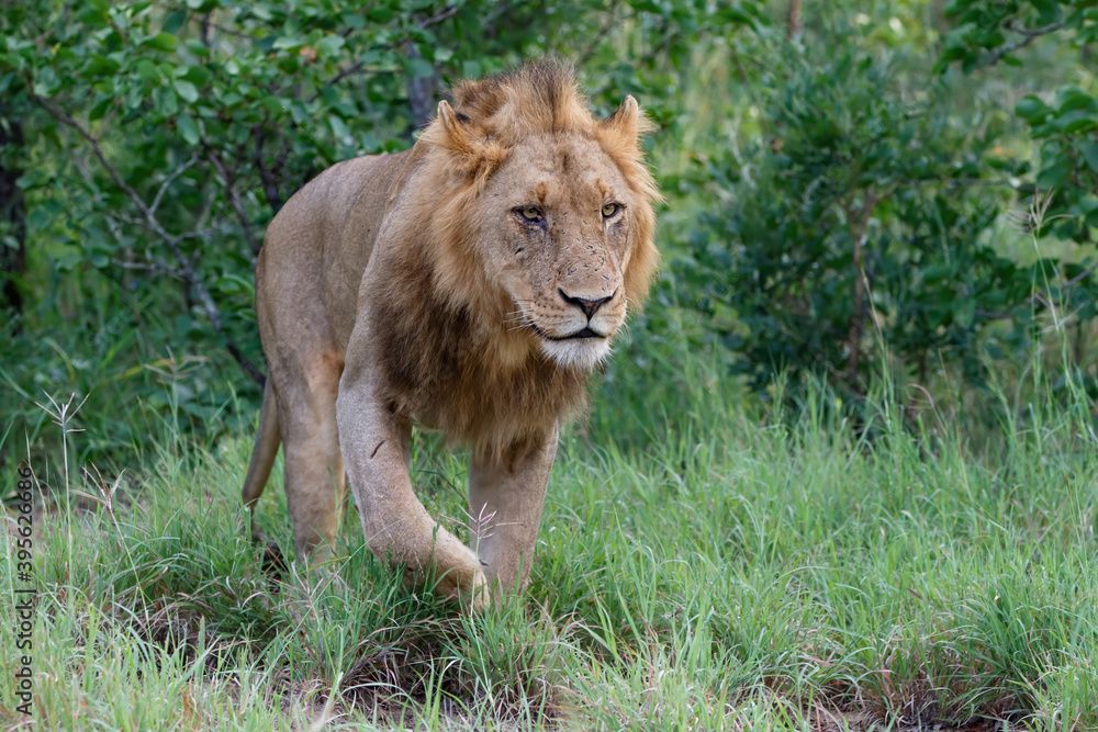 Lion male walking in Timbavati Game Reserve in the Greater Kruger Region in South Africa Lion male walking in Timbavati Game Reserve in the Greater Kruger Region in South Africa