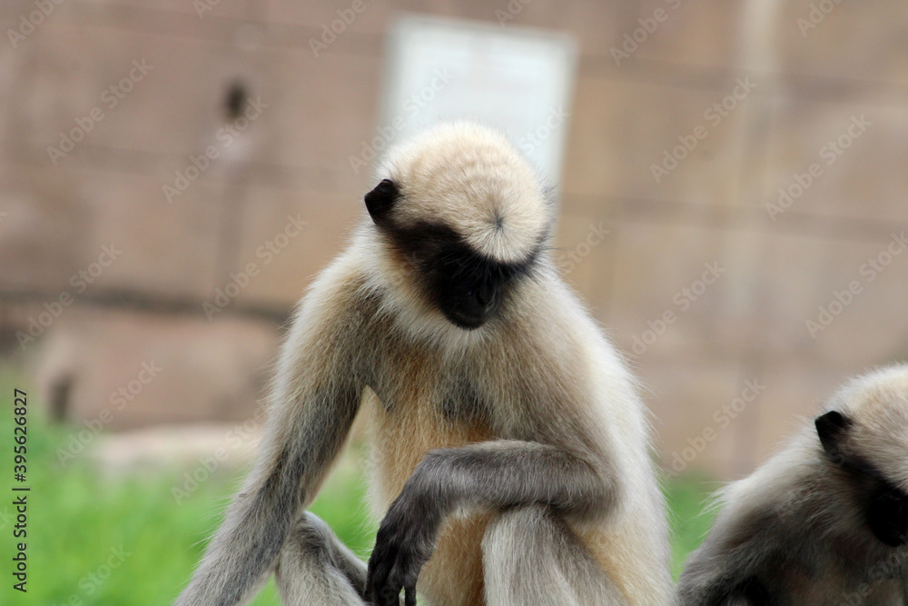 Close-up view of the gray langur.
