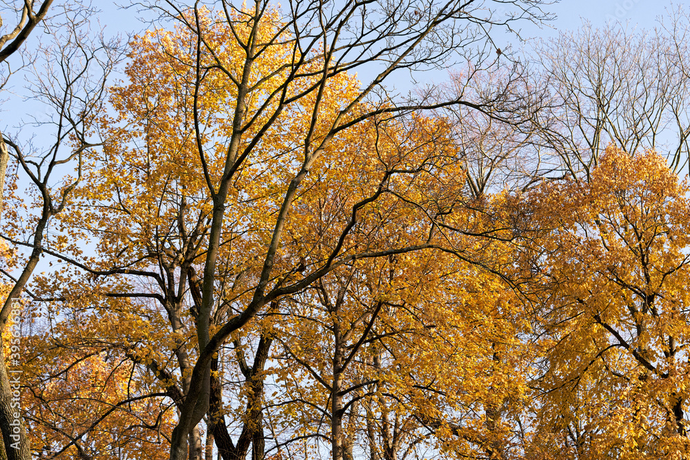 Trees with yellow leaves on the background of the autumn sky Trees with yellow leaves on the background of the autumn sky