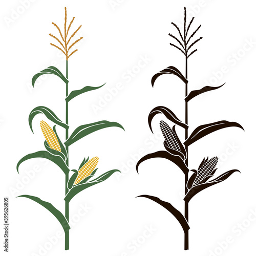 Slika na platnu collection of corn stalk illustrations isolated on white background