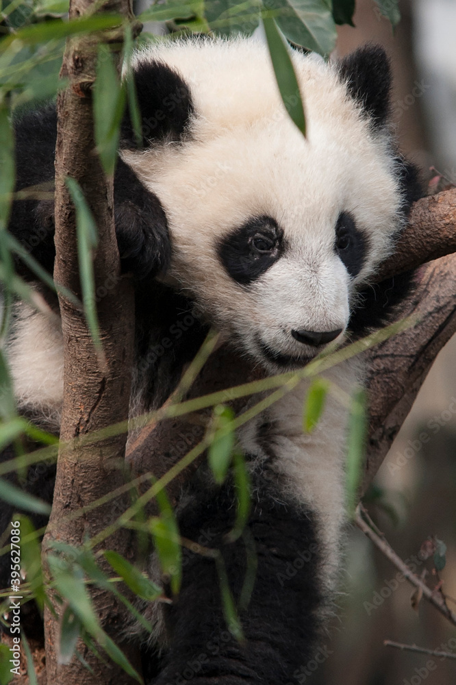 Obraz premium Panda from the Chengdu research base of giant panda breeding