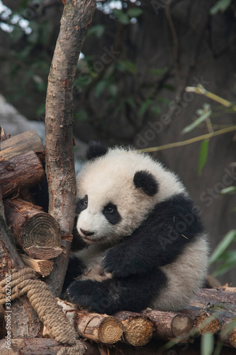 Panda from the Chengdu research base of giant panda breeding
