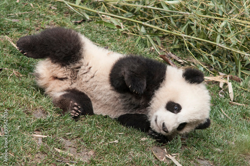 Panda from the Chengdu research base of giant panda breeding