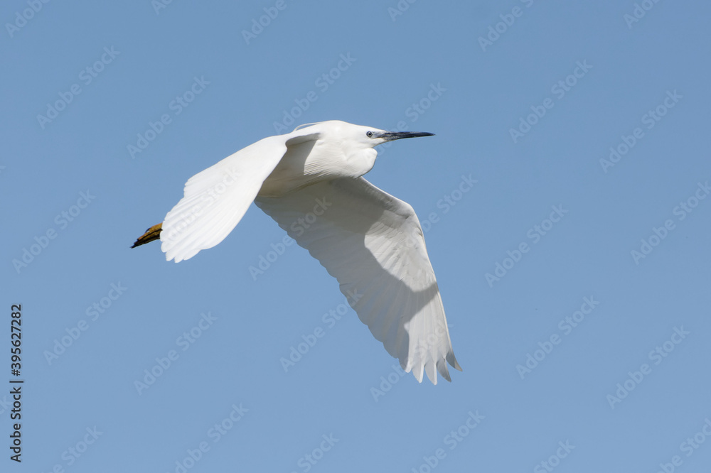 Little Egret (Egretta garzetta) flying in the blue sky