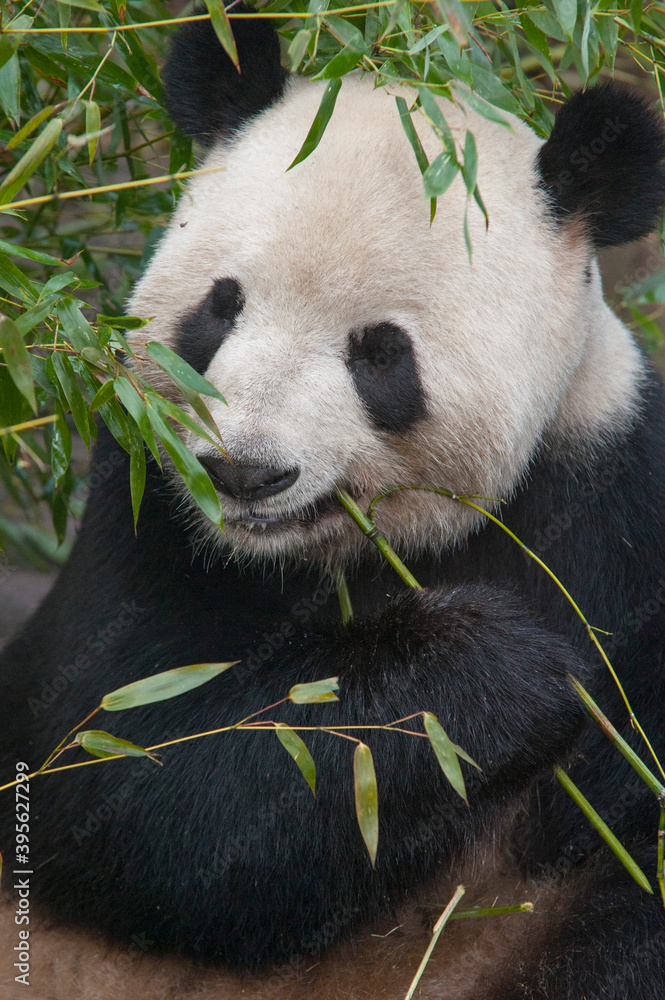 Obraz premium Panda from the Chengdu research base of giant panda breeding
