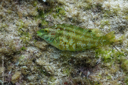 Five-spotted wrasse (Symphodus roissali) in Mediterranean Sea photo