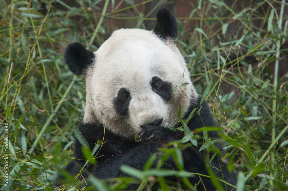 Panda from the Chengdu research base of giant panda breeding