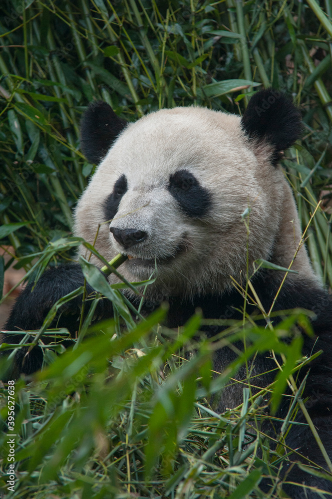 Obraz premium Panda from the Chengdu research base of giant panda breeding