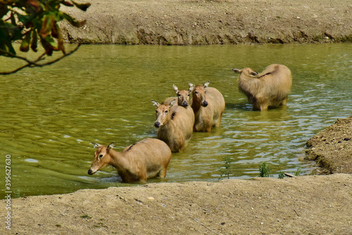 Nilggau-Antilopen waten durchs Wasser photo