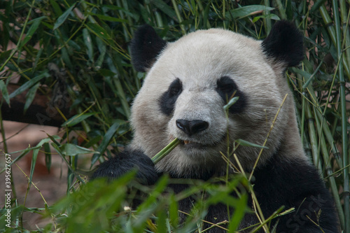 Fototapeta Naklejka Na Ścianę i Meble -  Panda from the Chengdu research base of giant panda breeding