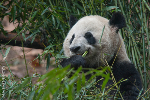 Fototapeta Naklejka Na Ścianę i Meble -  Panda from the Chengdu research base of giant panda breeding