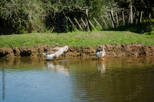 ducks on the lake