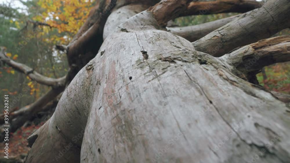 A large old fallen tree twisted dry with broken branches in the bushes. Relic forest in autumn in the evening. Park A large old fallen tree twisted dry with broken branches in the bushes. Relic forest in autumn in the evening. Park