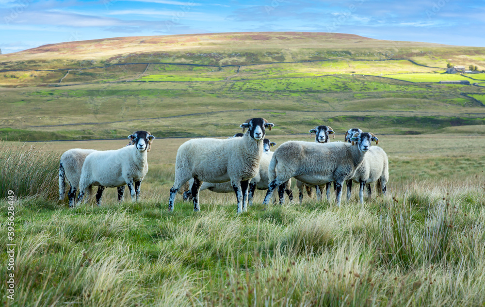 A flock of Swaledale ewes on rough moorland pasture in Autumn.  Facing forward with high fells in the background. Swaledale sheep are native to this area of North Yorkshire. Space for copy.  