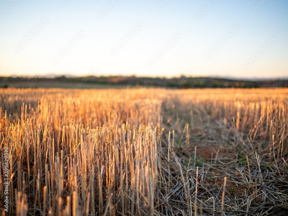 Fototapeta premium Close-up sunset photo of freshly mowed cereal fields