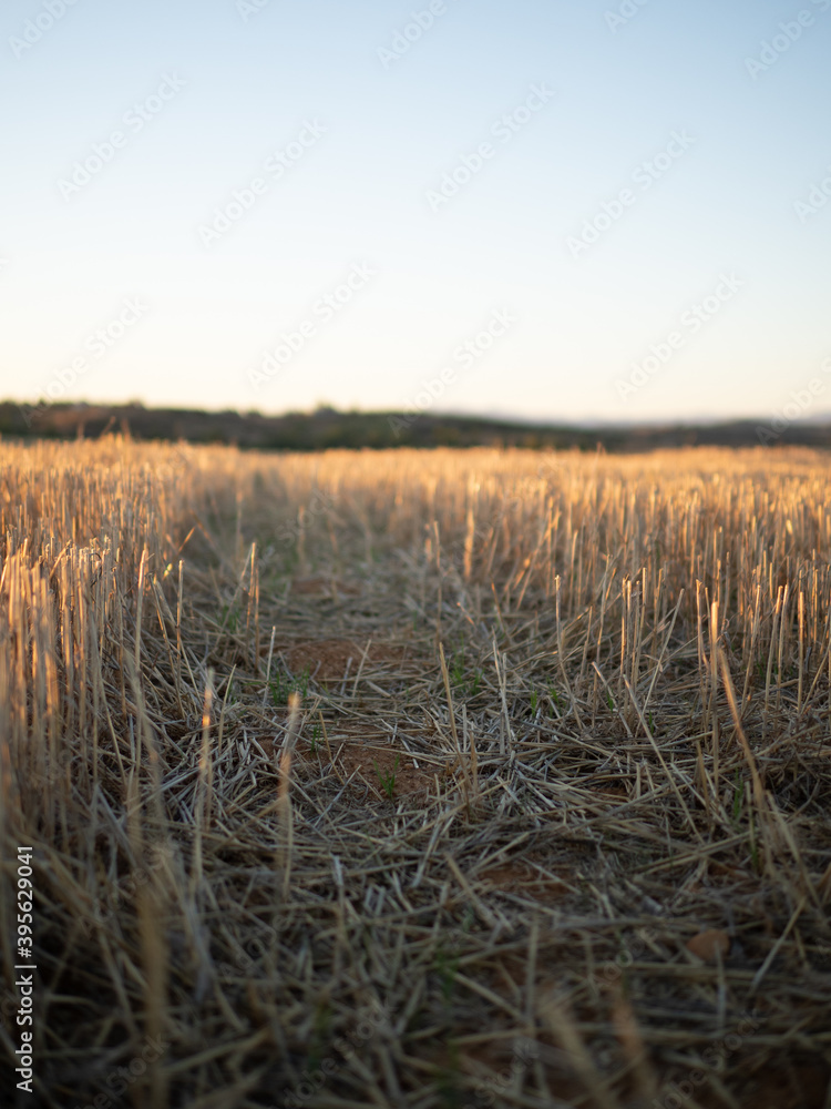 Obraz premium Close-up sunset photo of freshly mowed cereal fields