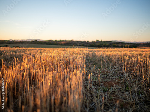 Close-up sunset photo of freshly mowed cereal fields